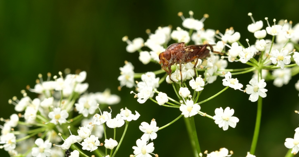 Moth (1)